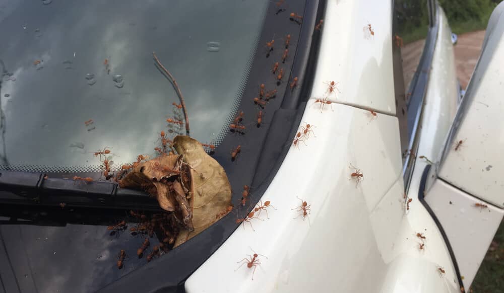 How To Get Rid of Ants Inside Your Car 4 Simple Steps