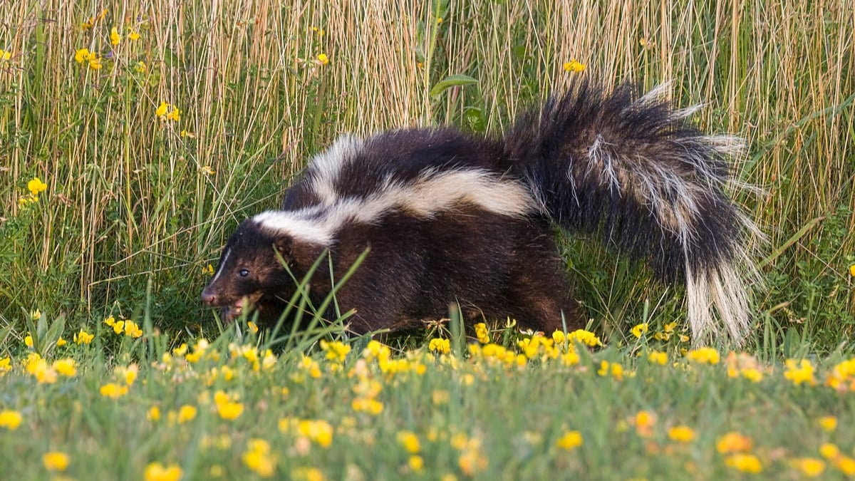 How To Remove Skunk Smell From Your Car