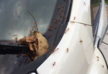 How To Get Rid of Ants In Car (4 Simple Steps)