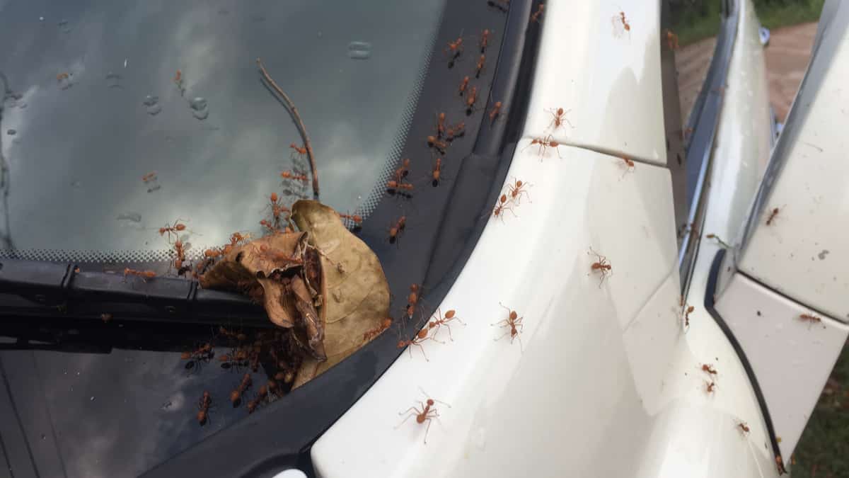 How To Get Rid Of Ants Inside Your Car