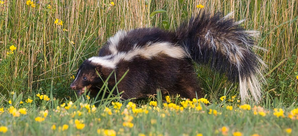 remove skunk smell from car