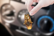 How to Get Rid of Cockroaches in Car & How to Keep Them Away