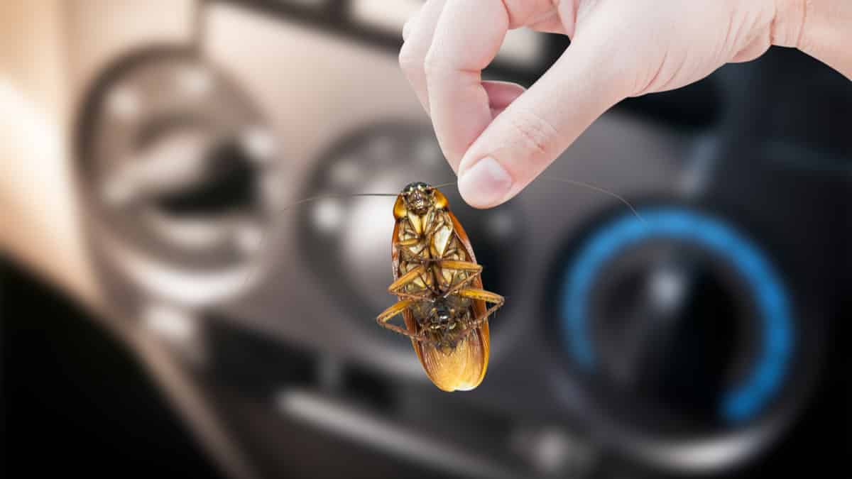 Cockroach In Car