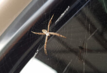 How to Get Rid of Spiders In Your Car (4 Steps)