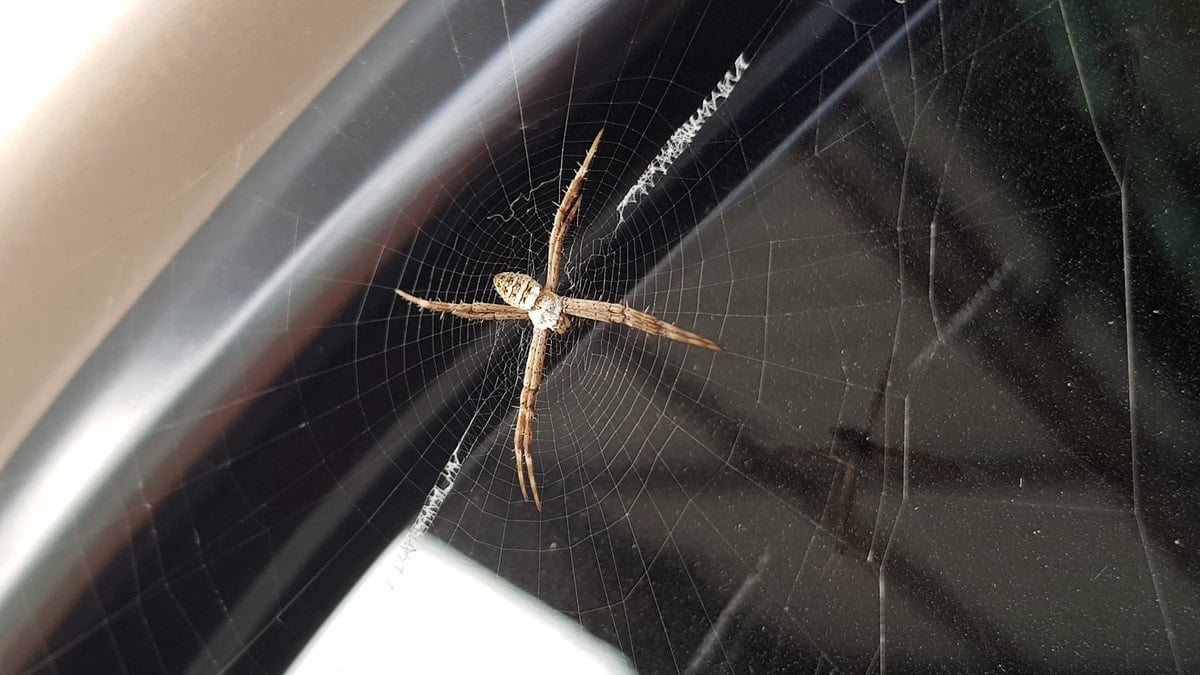 Spider In Car