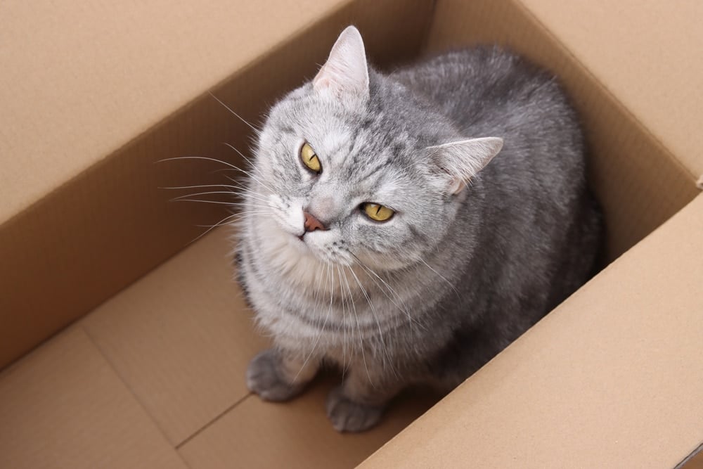 Cat in cardbox