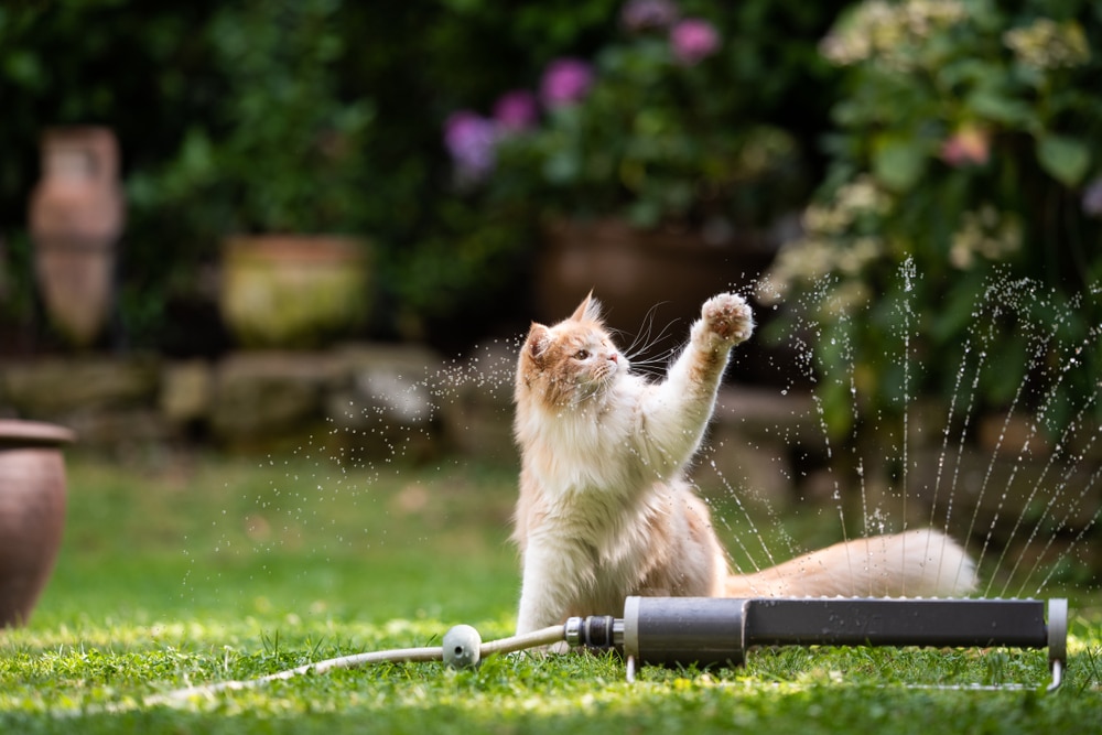 Cat sprinkler