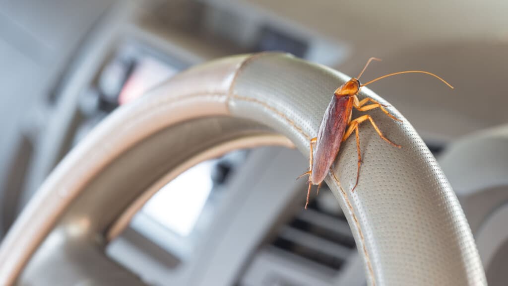 How to Use Bug Bombs Safely In Your Car